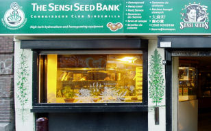 Sensi Seeds